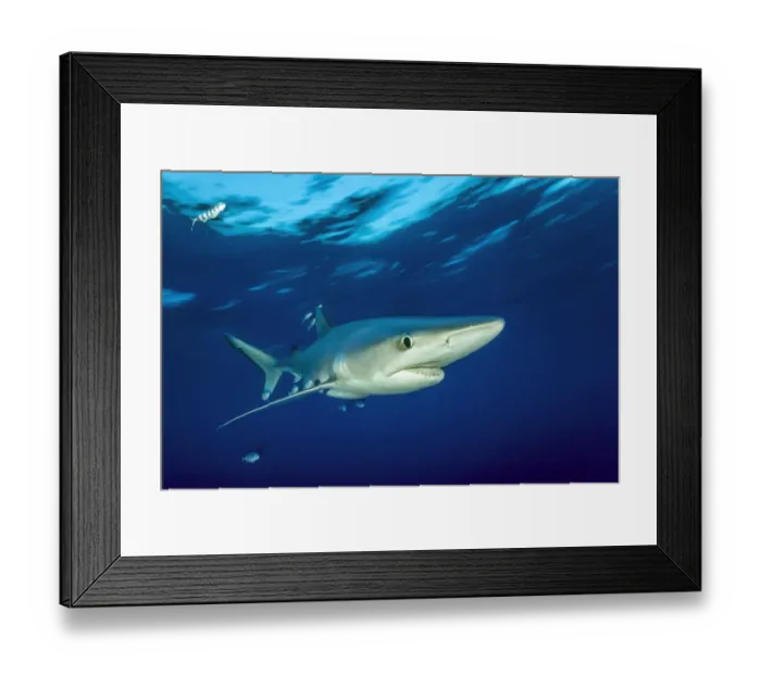 Framed Print : Blue shark (Prionace glauca) and Pilot fish (Naucrates ductor), Pico Island, Azores Framed Print : Blue shark (Prionace glauca) and Pilot fish (Naucrates ductor), Pico Island, Azores