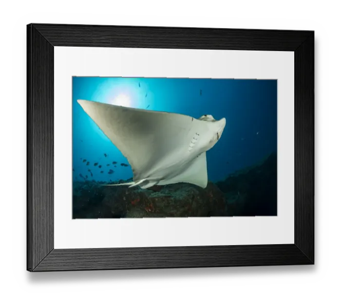 Framed Print : Bull ray (Pteromylaeus bovinus), South Tenerife, Canary Islands, Atlantic Ocean Framed Print : Bull ray (Pteromylaeus bovinus), South Tenerife, Canary Islands, Atlantic Ocean