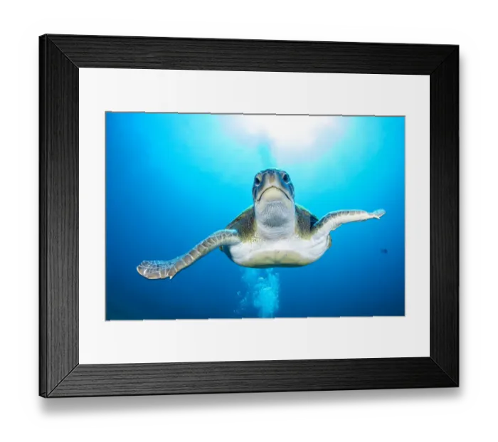 Framed Print : Green turtle (Chelonia mydas), South Tenerife, Canary Islands, Atlantic Ocean Framed Print : Green turtle (Chelonia mydas), South Tenerife, Canary Islands, Atlantic Ocean