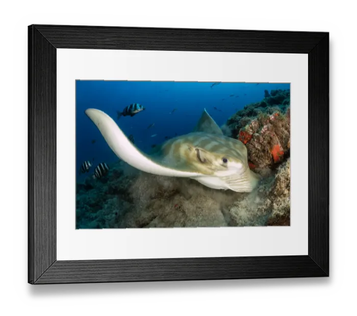 Framed Print : Bull ray (Pteromylaeus bovinus), South Tenerife, Canary Islands, Atlantic Ocean Framed Print : Bull ray (Pteromylaeus bovinus), South Tenerife, Canary Islands, Atlantic Ocean