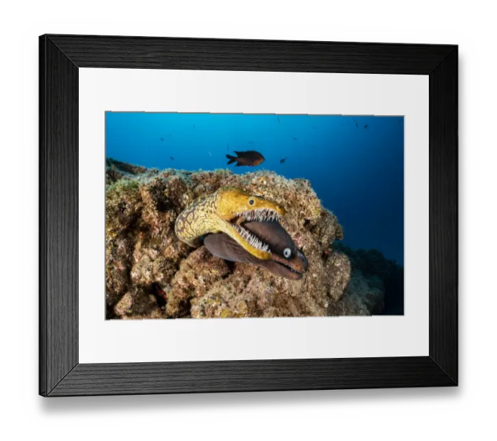 Framed Print : Tiger moray / Fangtooth Moray (Enchelycore anatina) and Black moray eel (Muraena augusti) Framed Print : Tiger moray / Fangtooth Moray (Enchelycore anatina) and Black moray eel (Muraena augusti)