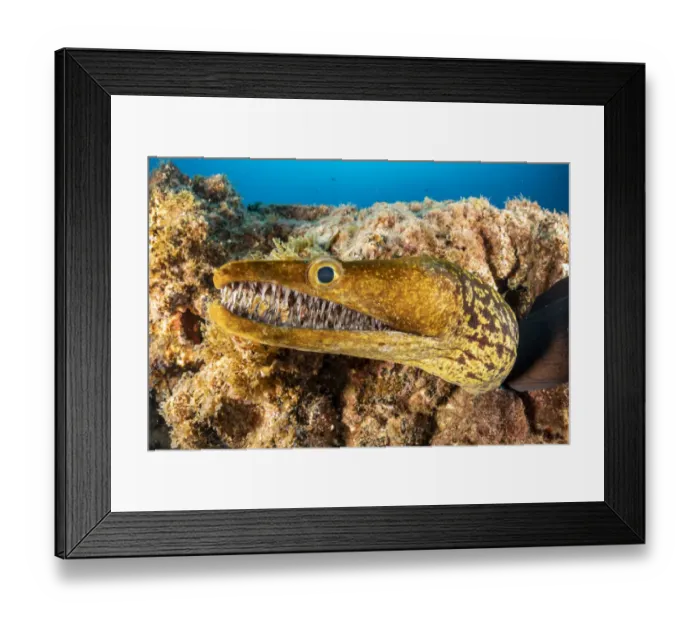 Framed Print : Tiger moray / Fangtooth Moray (Enchelycore anatina), South Tenerife, Canary Islands Framed Print : Tiger moray / Fangtooth Moray (Enchelycore anatina), South Tenerife, Canary Islands