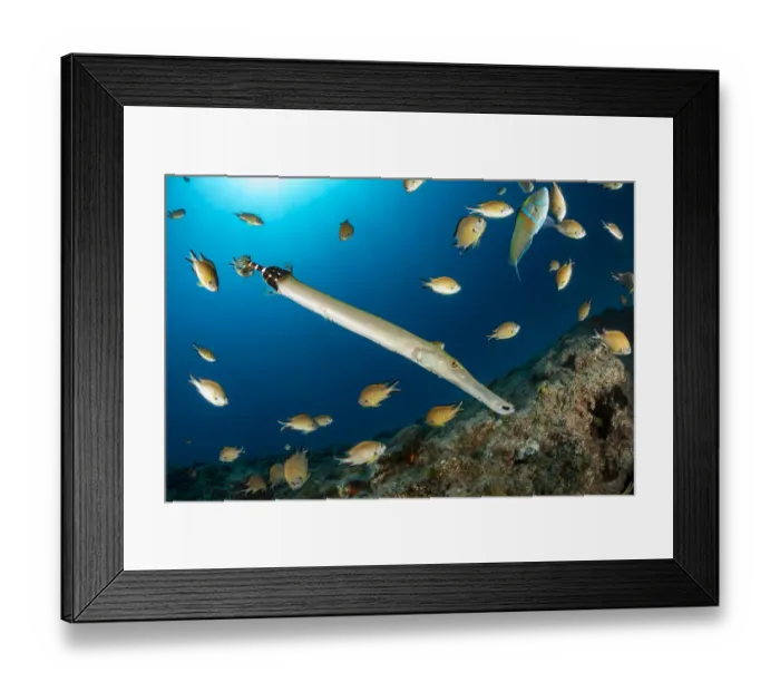 Framed Print : Atlantic trumpetfish (Aulostomus strigosus) surrounded, South Tenerife, Canary Islands Framed Print : Atlantic trumpetfish (Aulostomus strigosus) surrounded, South Tenerife, Canary Islands
