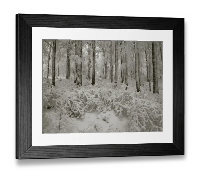 Framed Print : Snow-covered woods after a snowstorm at Col de la Schucht, Vosges Mountains, France Framed Print : Snow-covered woods after a snowstorm at Col de la Schucht, Vosges Mountains, France