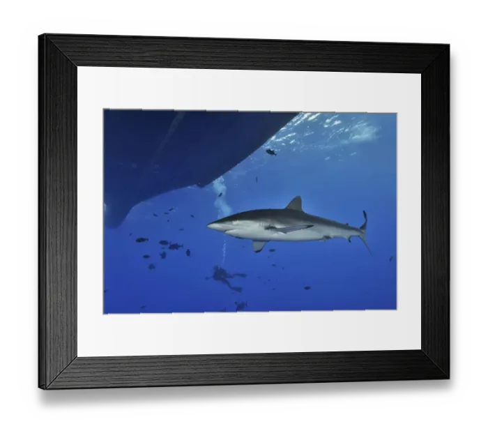 Framed Print : Silky shark (Carcharhinus falciformis) close to the surface