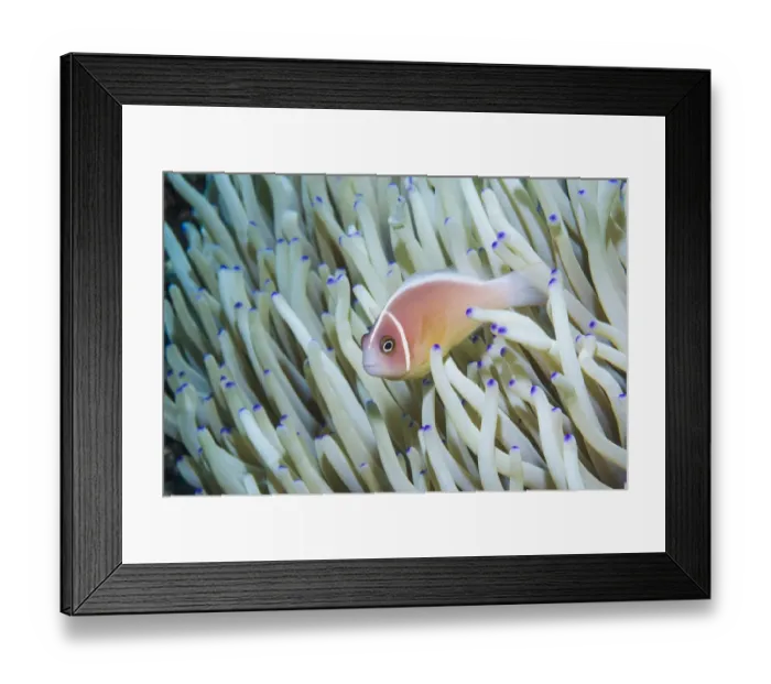 Framed Print : Pink anemonefish (Amphiprion perideraion). Derawan Islands, East Kalimantan, Indonesia Framed Print : Pink anemonefish (Amphiprion perideraion). Derawan Islands, East Kalimantan, Indonesia