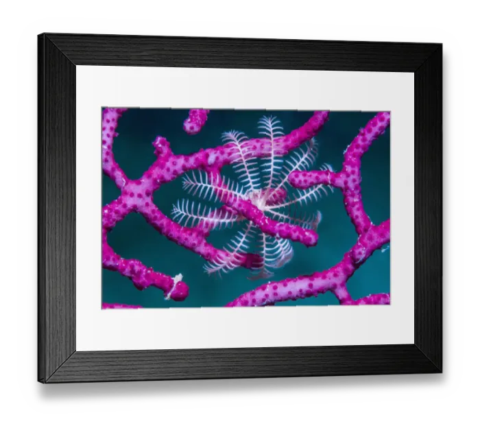Framed Print : Crinoid (Crinoidea) on Soft coral (Alcyonacea). Derawan Islands, East Kalimantan Framed Print : Crinoid (Crinoidea) on Soft coral (Alcyonacea). Derawan Islands, East Kalimantan