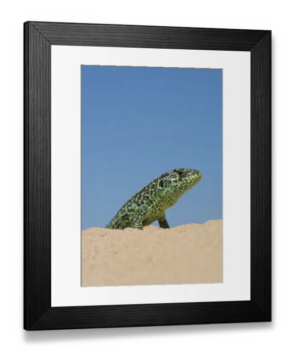 Framed Print : Sand lizard (Lacerta agilis) male, the Netherlands Framed Print : Sand lizard (Lacerta agilis) male, the Netherlands