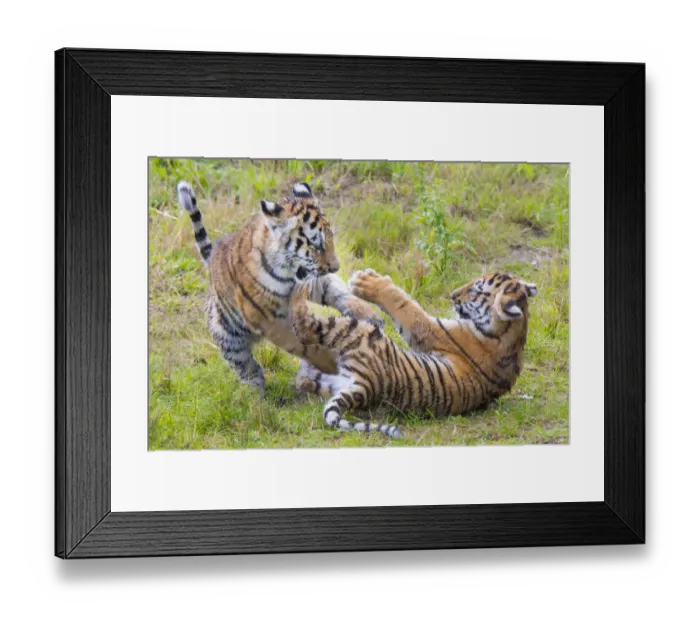 Framed Print : Siberian tiger (Panthera tigris altaica) cubs, age 3 months, playing. Captive Framed Print : Siberian tiger (Panthera tigris altaica) cubs, age 3 months, playing. Captive