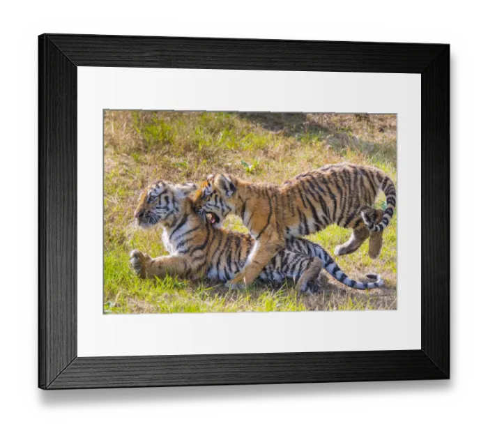 Framed Print : Siberian tiger (Panthera tigris altaica) cubs, age 3 months, playing. Captive Framed Print : Siberian tiger (Panthera tigris altaica) cubs, age 3 months, playing. Captive