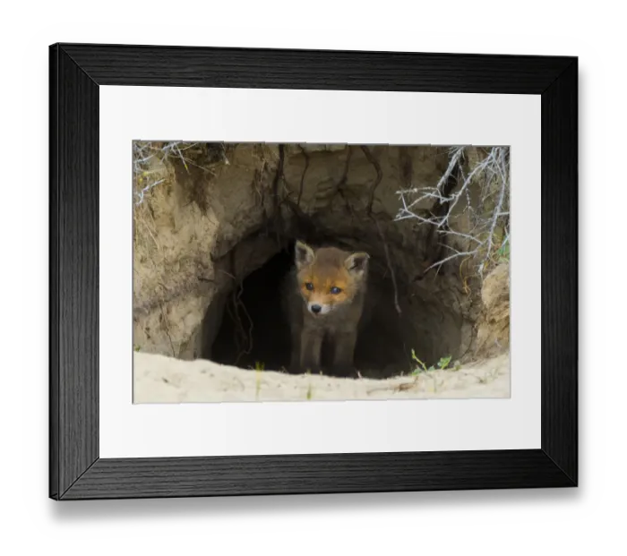 Framed Print : Red fox (Vulpes vulpes) cub age five weeks, at den in sand dunes, the Netherlands Framed Print : Red fox (Vulpes vulpes) cub age five weeks, at den in sand dunes, the Netherlands