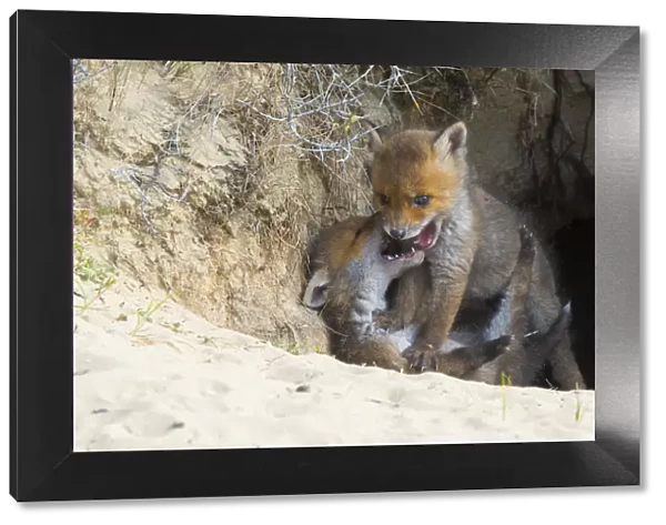 Red fox (Vulpes vulpes) cubs age five weeks, playing at den in sand dunes