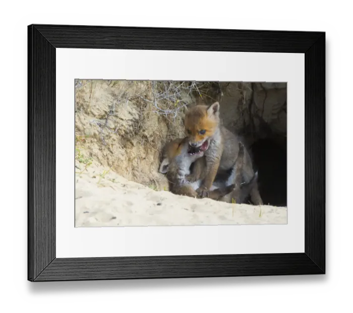 Framed Print : Red fox (Vulpes vulpes) cubs age five weeks, playing at den in sand dunes Framed Print : Red fox (Vulpes vulpes) cubs age five weeks, playing at den in sand dunes