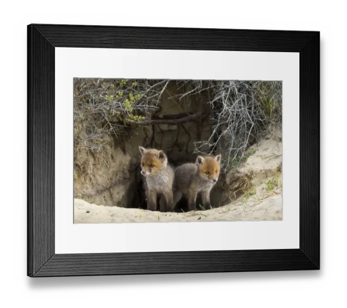 Framed Print : Red fox (Vulpes vulpes) cubs age five weeks at entrance to den inand dunes Framed Print : Red fox (Vulpes vulpes) cubs age five weeks at entrance to den inand dunes