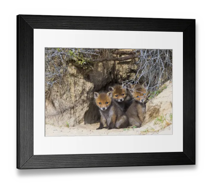 Framed Print : Red fox (Vulpes vulpes) cubs age five weeks, at den in sand dunes, the Netherlands
