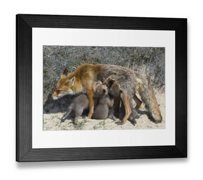 Framed Print : Red fox (Vulpes vulpes) female, suckling cubs age five weeks, the Netherlands Framed Print : Red fox (Vulpes vulpes) female, suckling cubs age five weeks, the Netherlands