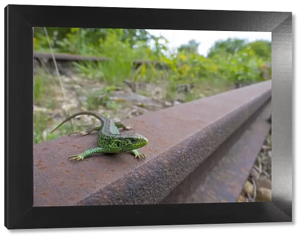 Sand lizard (Lacerta agilis) male on disused railway, wide angle view, the Netherlands