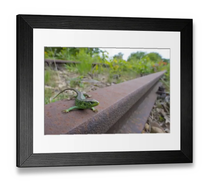 Framed Print : Sand lizard (Lacerta agilis) male on disused railway, wide angle view, the Netherlands Framed Print : Sand lizard (Lacerta agilis) male on disused railway, wide angle view, the Netherlands