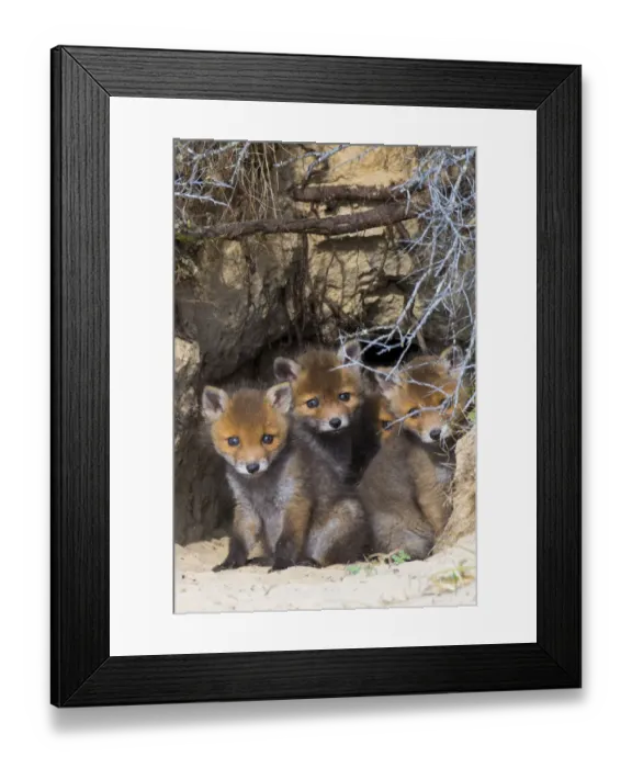Framed Print : Red fox (Vulpes vulpes) cubs age five weeks, in den in sand dunes, the Netherlands Framed Print : Red fox (Vulpes vulpes) cubs age five weeks, in den in sand dunes, the Netherlands