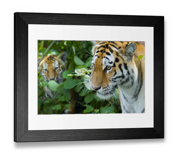 Framed Print : RF - Siberian tiger (Panthera tigris altaica) female, with cub peering through vegetation Framed Print : RF - Siberian tiger (Panthera tigris altaica) female, with cub peering through vegetation