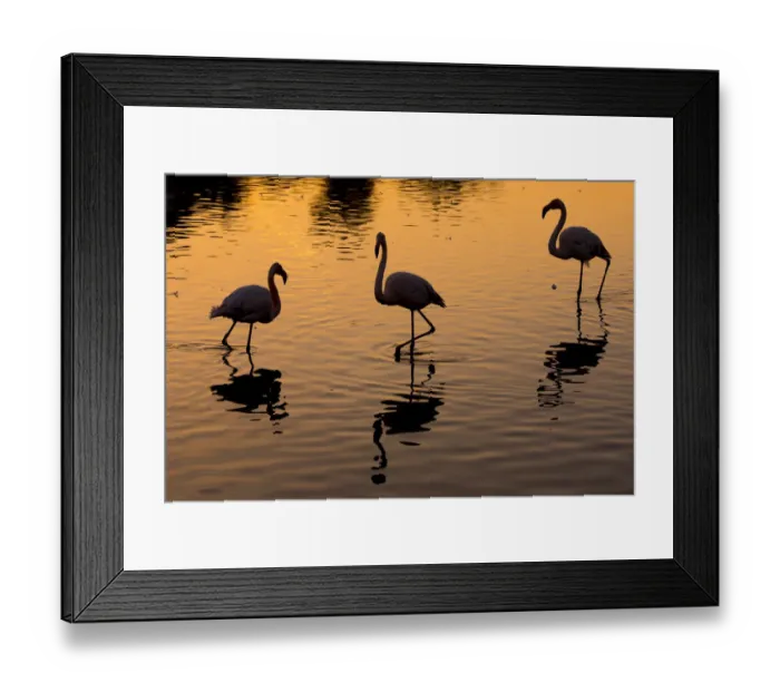 Framed Print : RF- Greater flamingo (Phoenicopterus roseus) group of three silhouetted at sunset Framed Print : RF- Greater flamingo (Phoenicopterus roseus) group of three silhouetted at sunset