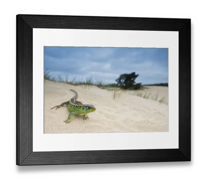 Framed Print : RF - Sand lizard (Lacerta agilis) male on sand dune, the Netherlands. May Framed Print : RF - Sand lizard (Lacerta agilis) male on sand dune, the Netherlands. May