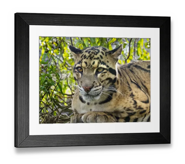Framed Print : Clouded leopard (Neofelis nebulosa) portrait, captive, occurs in the Himalayas Framed Print : Clouded leopard (Neofelis nebulosa) portrait, captive, occurs in the Himalayas