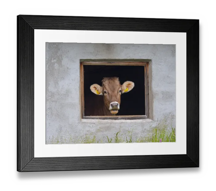 Framed Print : Dairy cow looking out of shed window, Seiser Alm, Dolomites plateau, South Tyrol, Italy Framed Print : Dairy cow looking out of shed window, Seiser Alm, Dolomites plateau, South Tyrol, Italy