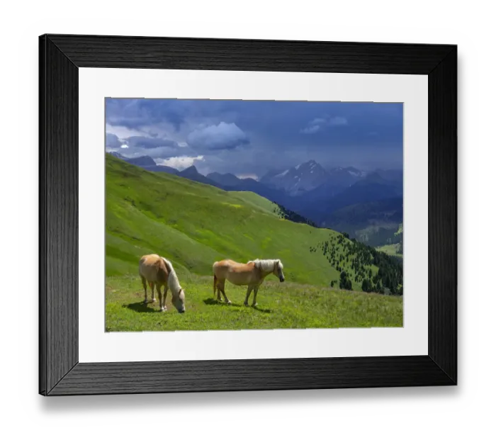 Framed Print : Haflinger horses, Seiser Alm, Dolomites, South Tyrol, Italy, July 2019 Framed Print : Haflinger horses, Seiser Alm, Dolomites, South Tyrol, Italy, July 2019