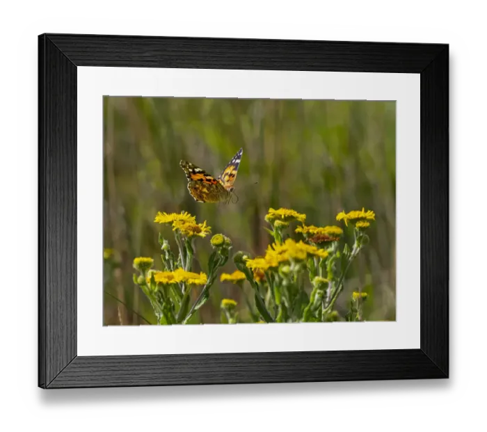 Framed Print : Painted lady butterfly (Cynthia cardui) flying to feed on Fleabane in garden Framed Print : Painted lady butterfly (Cynthia cardui) flying to feed on Fleabane in garden