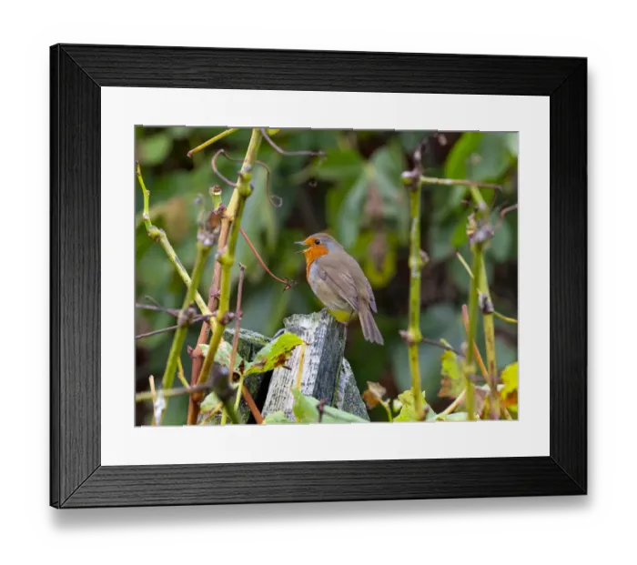 Framed Print : Robin (Erithacus rubecula) in autumn, Norfolk, England, UK Framed Print : Robin (Erithacus rubecula) in autumn, Norfolk, England, UK