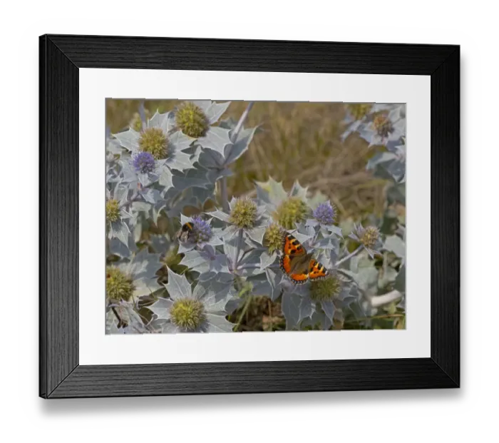 Framed Print : Small Tortoiseshell Butterfly (Aglais urticae) feeding on Sea holly (Eryngiums maritimum Framed Print : Small Tortoiseshell Butterfly (Aglais urticae) feeding on Sea holly (Eryngiums maritimum