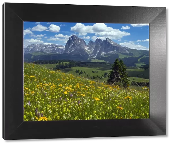 Alpine flower meadow landscape - Seiser Alm with mountains of Langkofel Group in the