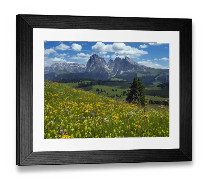Framed Print : Alpine flower meadow landscape - Seiser Alm with mountains of Langkofel Group in Framed Print : Alpine flower meadow landscape - Seiser Alm with mountains of Langkofel Group in
