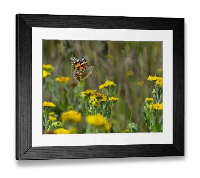 Framed Print : RF - Painted lady butterfly (Cynthia cardui) feeding on Fleabane
