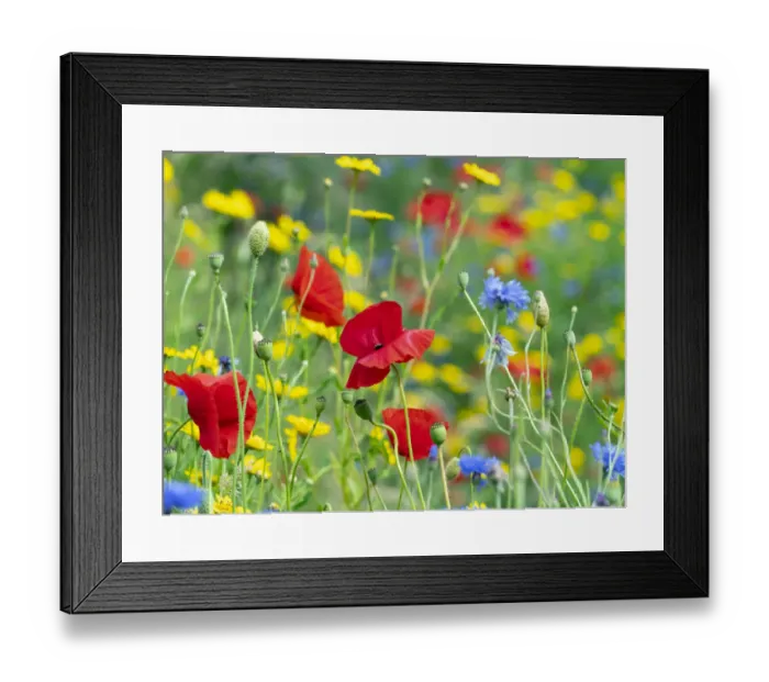 Framed Print : RF - Corn Marigold (Glebionis segetum), with Cornflower (Centaurea cyanus Framed Print : RF - Corn Marigold (Glebionis segetum), with Cornflower (Centaurea cyanus