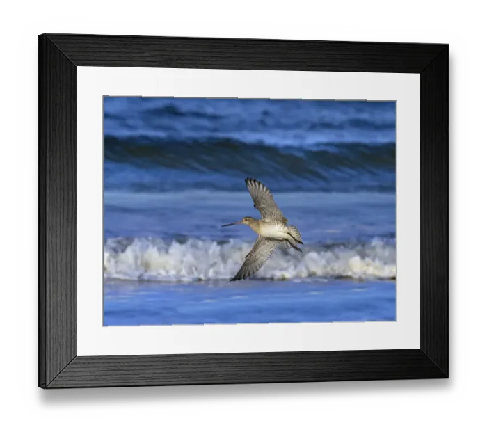 Framed Print : RF - Bar-tailed godwit (Limosa lapponica) in flight over the Wash, Norfolk, UK. November Framed Print : RF - Bar-tailed godwit (Limosa lapponica) in flight over the Wash, Norfolk, UK. November