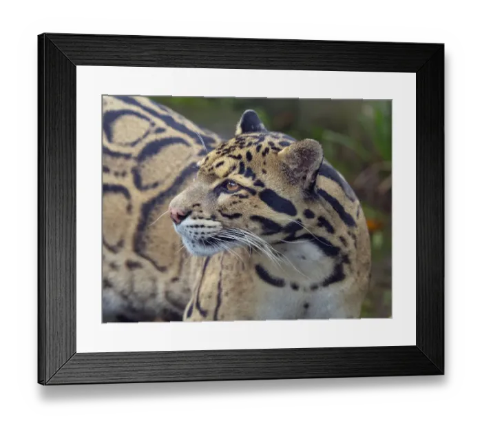 Framed Print : RF - Clouded leopard (Neofelis nebulosa) portrait. Captive Framed Print : RF - Clouded leopard (Neofelis nebulosa) portrait. Captive