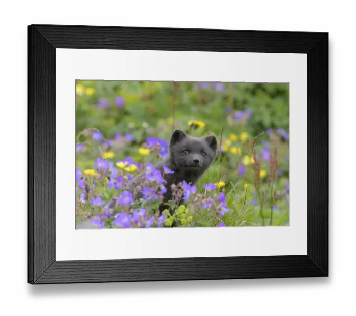 Framed Print : RF - Arctic fox cub (Alopex lagopus) amongst summer flowers, Hornvik, Westfjords Framed Print : RF - Arctic fox cub (Alopex lagopus) amongst summer flowers, Hornvik, Westfjords