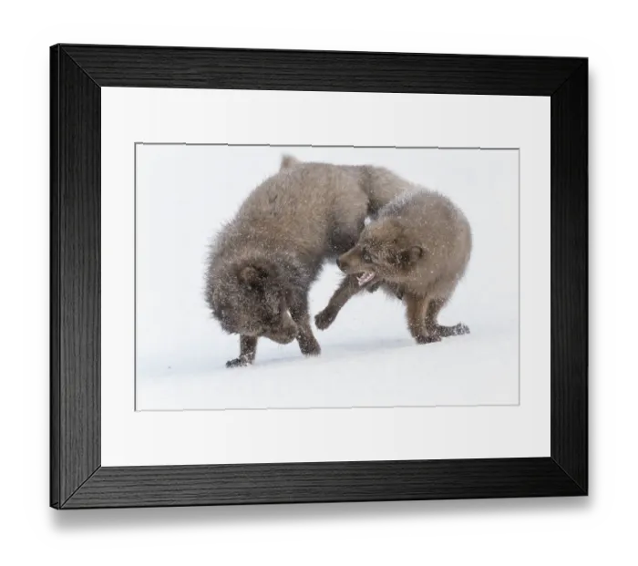 Framed Print : RF - Arctic foxes (Alopex lagopus) blue colour morphs in winter coat fighting Framed Print : RF - Arctic foxes (Alopex lagopus) blue colour morphs in winter coat fighting