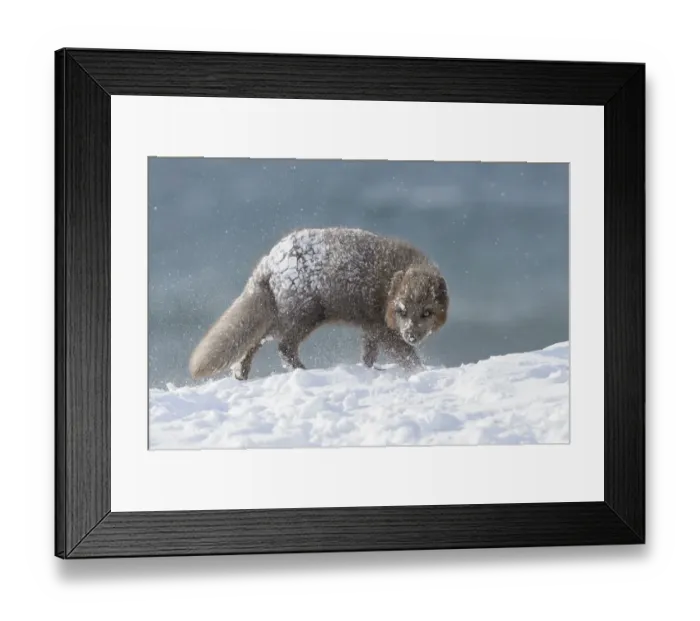 Framed Print : RF - Arctic fox (Alopex lagopus). Hornstrandir, Iceland. Blue colour morph in winter coat Framed Print : RF - Arctic fox (Alopex lagopus). Hornstrandir, Iceland. Blue colour morph in winter coat