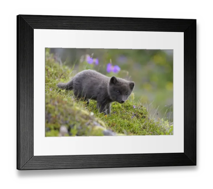 Framed Print : RF - Arctic fox cub (Alopex lagopus) at den. Hornvik, Hornstrandir, Westfjords, Iceland Framed Print : RF - Arctic fox cub (Alopex lagopus) at den. Hornvik, Hornstrandir, Westfjords, Iceland
