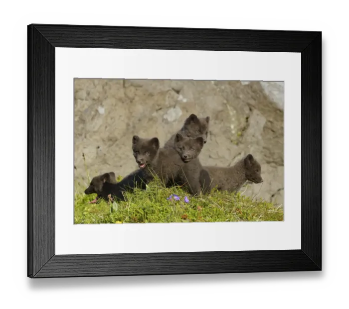 Framed Print : Arctic fox cubs (Alopex lagopus) Hornvik, Westfjords, Iceland. July