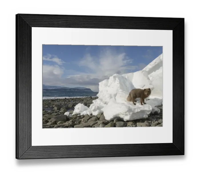 Framed Print : Arctic fox (Alopex lagopus). Hornstrandir, Iceland. Blue colour morph in winter coat Framed Print : Arctic fox (Alopex lagopus). Hornstrandir, Iceland. Blue colour morph in winter coat