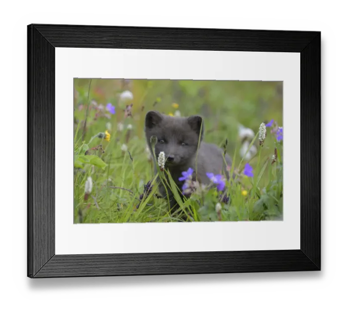 Framed Print : Arctic fox cub (Alopex lagopus) portrait in grass with summer flowers, Hornvik Framed Print : Arctic fox cub (Alopex lagopus) portrait in grass with summer flowers, Hornvik