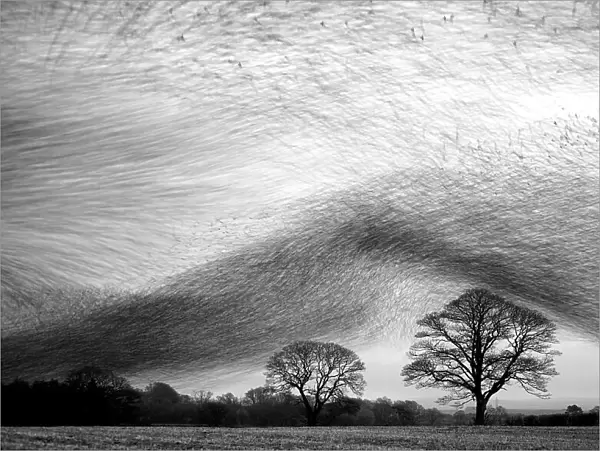 Starling murmuration, hundreds of thousands of starlings (Sturnus vulgaris) gather in the skies near their night time roost. Gretna Green, Scotland, January. Black and White Category Winner, Wildlife Photographer of the Year 2009. Non-ex