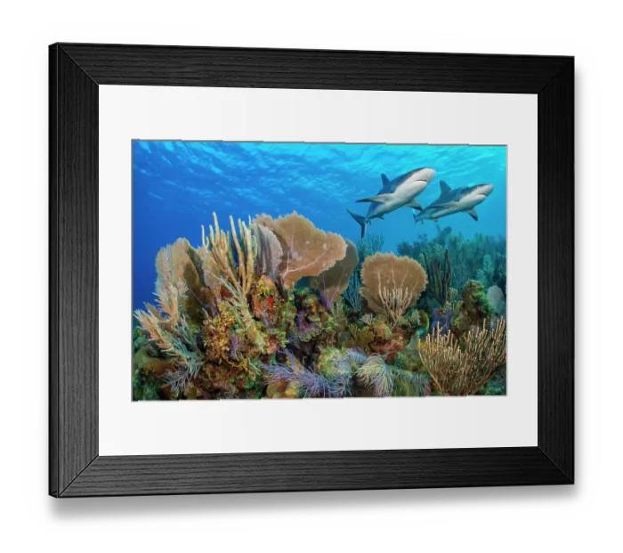 Framed Print : A vibrant Caribbean coral reef with two Reef sharks (Carcharhinus perezi) and Common sea fans (Gorgonia ventalina) and sea plumes (Pseudopterogorgia sp). Jardines de la Reina, Gardens of the Queen National Park, Cuba. Caribbean Sea Framed Print : A vibrant Caribbean coral reef with two Reef sharks (Carcharhinus perezi) and Common sea fans (Gorgonia ventalina) and sea plumes (Pseudopterogorgia sp). Jardines de la Reina, Gardens of the Queen National Park, Cuba. Caribbean Sea