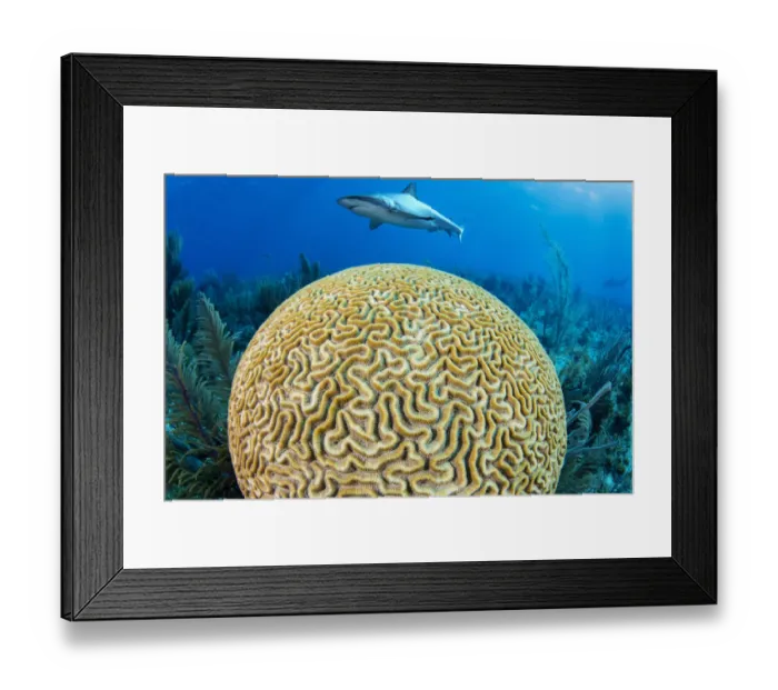 Framed Print : A Caribbean reef shark (Carcharhinus perezi) swims over a Grooved brain coral Framed Print : A Caribbean reef shark (Carcharhinus perezi) swims over a Grooved brain coral