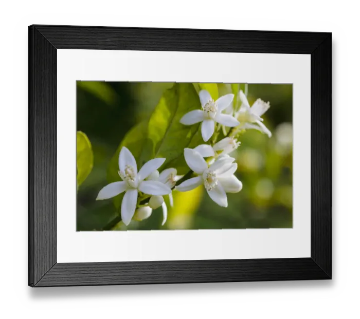 Framed Print : Orange (Citrus sinensis) tree flowers. Cultivated plant Framed Print : Orange (Citrus sinensis) tree flowers. Cultivated plant