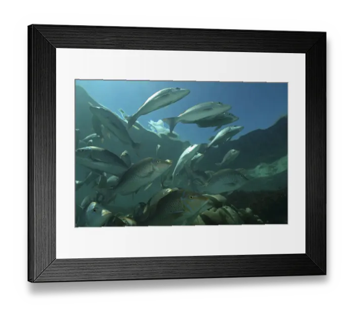 Framed Print : Sky emperors (Lethrinus mahsena) shoaling in Passe Dubois  /  Dubois channel, Aldabra